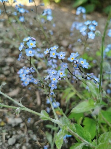 niezapominajka-lesna-victoria-light-blue-myosotis-sylvatica-blekitne-kwiaty-geste-kwitnienie-wiosna-bylina-sadzonka-sadzonki-zielona-para-zielonapara