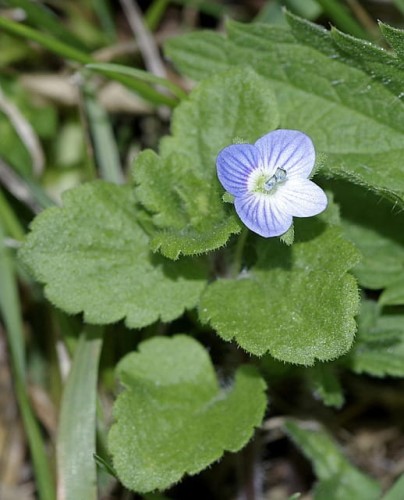niezapominajka-lesna-victoria-light-blue-myosotis-sylvatica-blekitne-kwiaty-geste-kwitnienie-wiosna-bylina-sadzonka-sadzonki-zielona-para-zielonapara