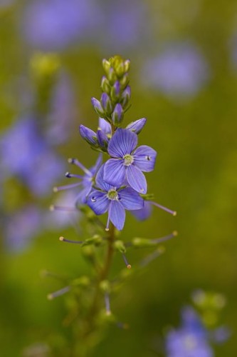 przetacznik-zabkowany-veronica-teucrium-niebieskie-kwiaty-wyprostowane-lodygi-bylina-miododajna-sadzonka-sadzonki-zielona-para-zielonapara