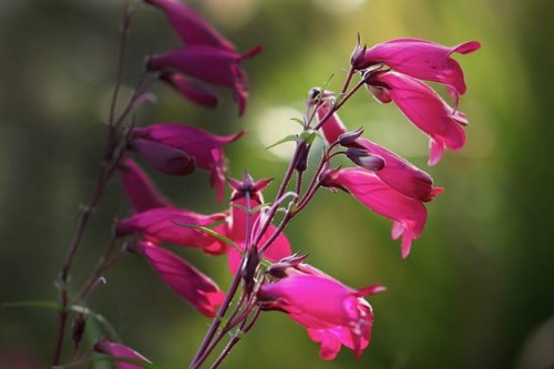 penstemon-penstemon-hybridus-zielonapara-sadzonka-duza-zdrowa-fioletowe-kwiaty.jpg