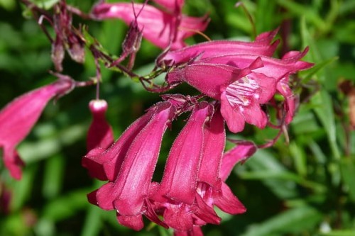 penstemon-penstemon-hybridus-zielonapara-sadzonka-duza-zdrowa-fioletowe-kwiaty.jpg