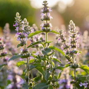 kocimietka-faassena-alba-nepeta-x-faassenii-biale-kwiaty-aromatyczna-pokrywowa-miododajna-sadzonka-sadzonki-zielona-para-zielonapara