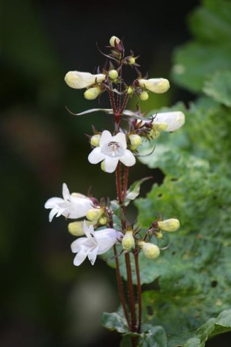 penstemon-penstemon-hybridus-zielonapara-sadzonka-duza-zdrowa-fioletowe-kwiaty.jpg