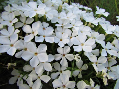 Floks szydlasty White Delight