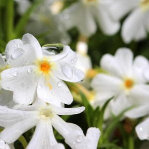 floks-szydlasty-white-delight-phlox-subulata-biale-kwiaty-zimozielona-pokrywowa-bylina-sadzonka-sadzonki-zielona-para-zielonapara