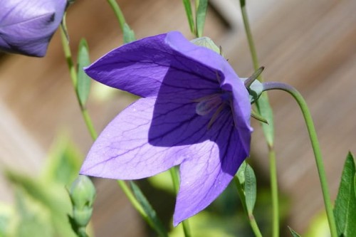 rozwar-platycodon-grandiflorus-zielonapara-sadzonka-duza-zdrowa-niebieskie-kwiaty-2.jpg
