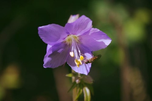 wielosil-polemonium-caeruleum-zielonapara-sadzonka-duza-zdrowa-niebieskie-kwiaty.jpg