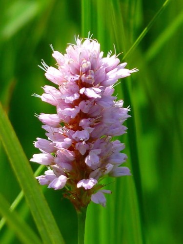 Rdest pokrewny Donald Lowndes