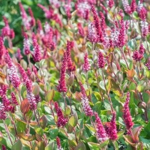 rdest-persicaria-bistorta-zielonapara-sadzonka-duza-zdrowa-rozowe-kwiaty-3.jpg