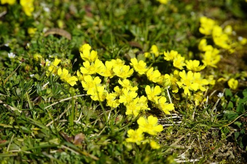 pieciornik-bylinowy-potentilla-neumanniana-red-zielonapara-sadzonka-duza-zdrowa-czerwone-kwiaty.jpg