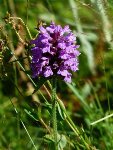 glowienka-wielkokwiatowa-freelander-blue-prunella-grandiflora-fioletowe-kwiaty-zageszczona-pokrywowa-bylina-sadzonka-sadzonki-zielona-para-zielonapara