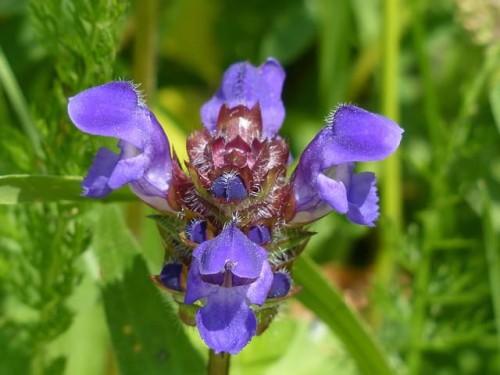 glowienka-wielkokwiatowa-freelander-blue-prunella-grandiflora-fioletowe-kwiaty-zageszczona-pokrywowa-bylina-sadzonka-sadzonki-zielona-para-zielonapara