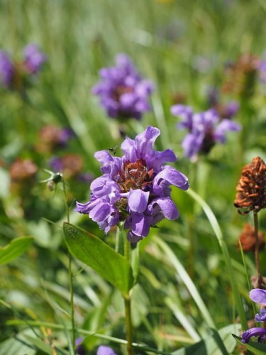 glowienka-wielkokwiatowa-freelander-blue-prunella-grandiflora-fioletowe-kwiaty-zageszczona-pokrywowa-bylina-sadzonka-sadzonki-zielona-para-zielonapara