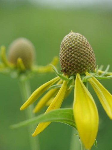 rudbekia-pierzasta-rudbeckia-laciniata-wysoka-zolte-kwiaty-pelne-sloneczna-bylina-sadzonka-sadzonki-zielona-para-zielonapara