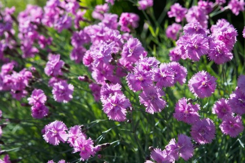 gozdzik-ogrodowy-pretty-becky-dianthus-rozowe-kwiaty-niska-zageszczona-bylina-sadzonka-sadzonki-zielona-para-zielonapara