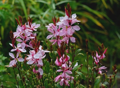 gaura-gaura-lindheimeri-zielonapara-sadzonka-duza-zdrowa-biale-rozowe-kwiat.jpg