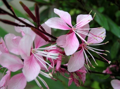 gaura-gaura-lindheimeri-zielonapara-sadzonka-duza-zdrowa-biale-rozowe-kwiat.jpg