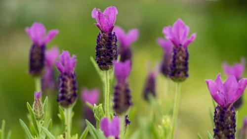lawenda-francuska-lavandula-stoechas-zielonapara-sadzonka-duza-zdrowa-fioletowe-kwiaty-2.jpg