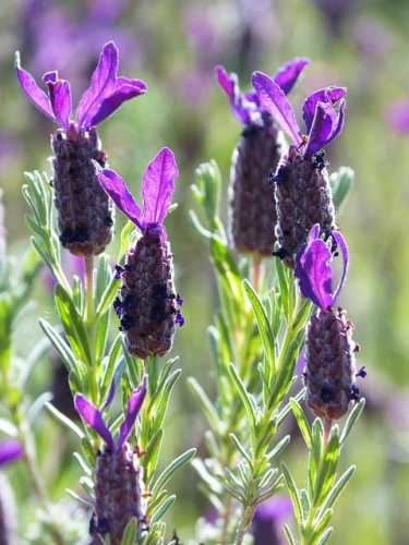 lawenda-francuska-lavandula-stoechas-zielonapara-sadzonka-duza-zdrowa-fioletowe-kwiaty-2.jpg