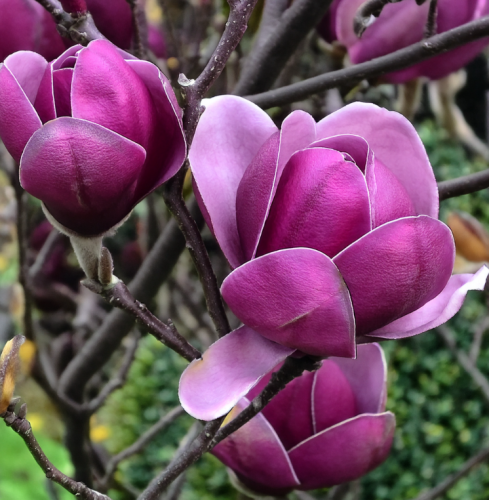 Magnolia-black-tulip-kwiat-sadzonka-zdrowa-duza-szczepiona-zielona-para.png
