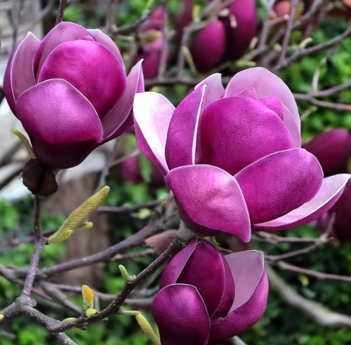 Magnolia-black-tulip-kwiat-sadzonka-zdrowa-duza-szczepiona-zielona-para-.png
