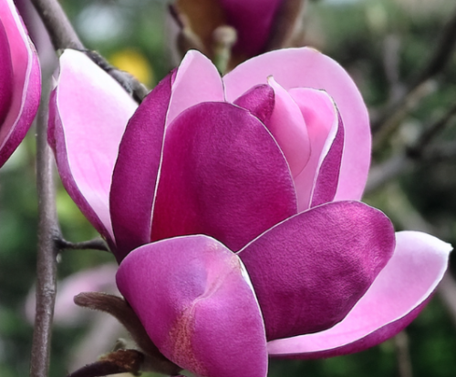 Magnolia-black-tulip-kwiat-sadzonka-zdrowa-duza-szczepiona-zielona-para-3.png