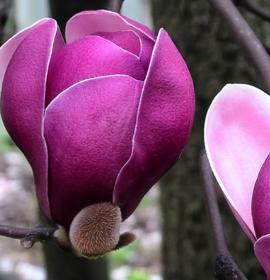 Magnolia-black-tulip-kwiat-sadzonka-zdrowa-duza-szczepiona-zielona-para-4.png