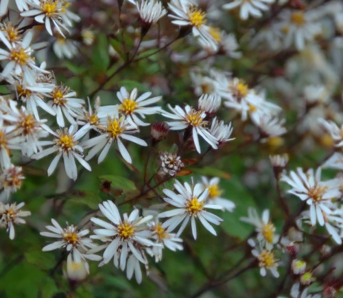Aster Tradescant