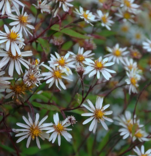 aster-krzewiasty-tradescant-symphyotrichum-dumosum-fioletowe-kwiaty-geste-kwitnienie-jesienia-sadzonka-sadzonki-zielona-para-zielonapara