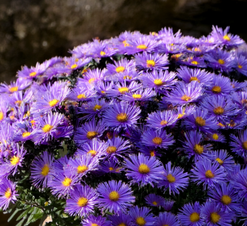 aster-island-samoa-zielona-para-sadzonka-kwiat.png
