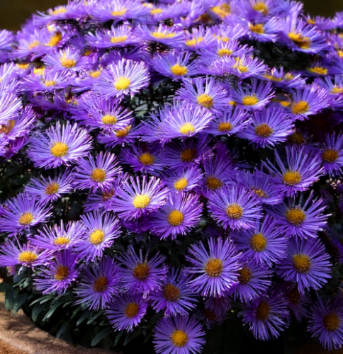 aster-island-samoa-zielona-para-sadzonka-kwiat-2.png