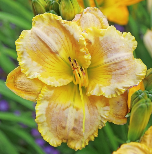 liliowiec-ogrodowy-serena-sunburst-zielona-para-sadzonka-kwiat-zolte-centrum-2.png