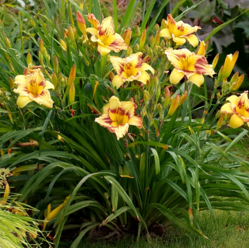 liliowiec-ogrodowy-irresistable-charm-zielona-para-sadzonka-kwiat-rozowy-z-zolto-zielonym-gardlem.png