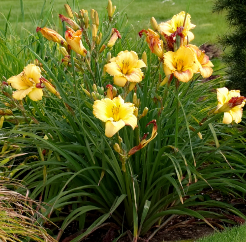 liliowiec-ogrodowy-irresistable-charm-zielona-para-sadzonka-kwiat-rozowy-z-zolto-zielonym-gardlem-2.png