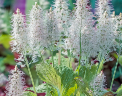 tiarella-sercolistna-tiarella-cordifolia-zielonapara-sadzonka-duza-zdrowa-biale-kwiaty.jpg