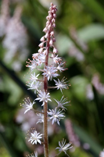 tiarella-sercolistna-tiarella-cordifolia-zielonapara-sadzonka-duza-zdrowa-biale-kwiaty.jpg