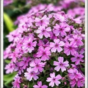 floks-szydlasty-phlox-subulata-zielonapara-sadzonka-duza-zdrowa-rozowe-kwiaty.jpg
