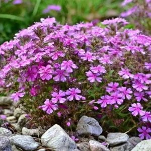 floks-szydlasty-phlox-subulata-zielonapara-sadzonka-duza-zdrowa-rozowe-kwiaty.jpg