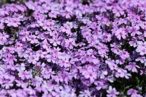 floks-szydlasty-purple-beauty-phlox-subulata-fioletowe-kwiaty-zimozielona-pokrywowa-bylina-sadzonka-sadzonki-zielona-para-zielonapara