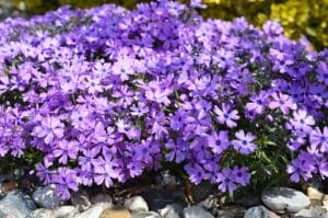 floks-szydlasty-purple-beauty-phlox-subulata-fioletowe-kwiaty-zimozielona-pokrywowa-bylina-sadzonka-sadzonki-zielona-para-zielonapara