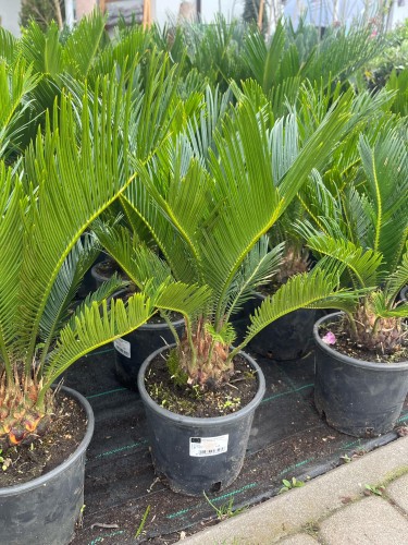 cykas -revoluta-cycas-revoluta-duza-zdrowa-sadzonka-zielona-para.jpg