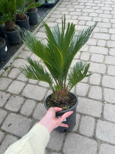 cykas -revoluta-cycas-revoluta-duza-zdrowa-sadzonka-zielona-para.jpg