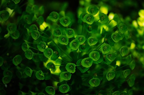 wilczomlecz-mirtowaty-euphorbia-myrsinites-niebieskozielone-liscie-zadarniajaca-bylina-sadzonka-sadzonki-zielona-para-zielonapara