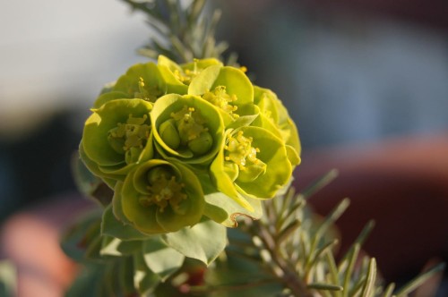 wilczomlecz-mirtowaty-euphorbia-myrsinites-niebieskozielone-liscie-zadarniajaca-bylina-sadzonka-sadzonki-zielona-para-zielonapara