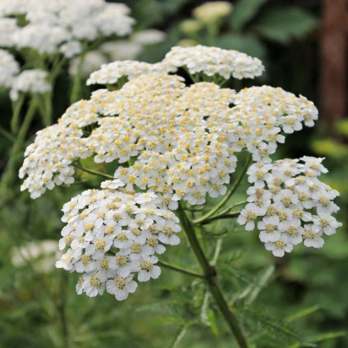 krwawnik-pospolity-achillea-millefolium-zielonapara-sadzonka-duza-zdrowa-biale-kwiaty-2.jpg