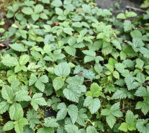 acaena-purpurea-acaena-purpurea-zielonapara-sadzonka-duza-zdrowa-czerwone-owocki-2.jpg
