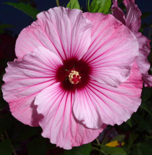 hibiskus-bylinowy-starry-night-hibiscus-moscheutos-ciemne-liscie-rozowe-kwiaty-duze-kwiaty-bylina-sadzonka-sadzonki-zielona-para-zielonapara