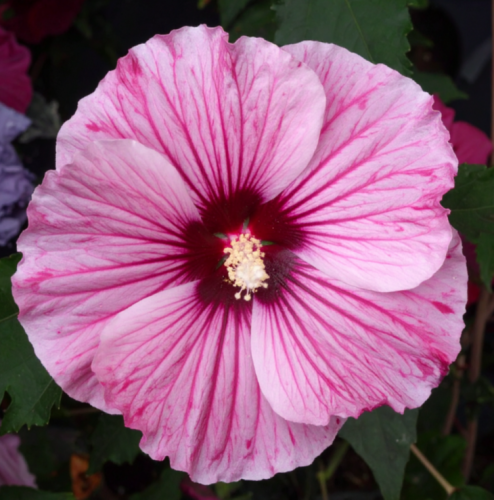 hibiskus-bylinowy-starry-night-hibiscus-moscheutos-ciemne-liscie-rozowe-kwiaty-duze-kwiaty-bylina-sadzonka-sadzonki-zielona-para-zielonapara