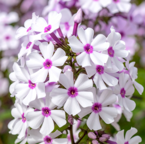 Floks szydlasty Amazing Grace