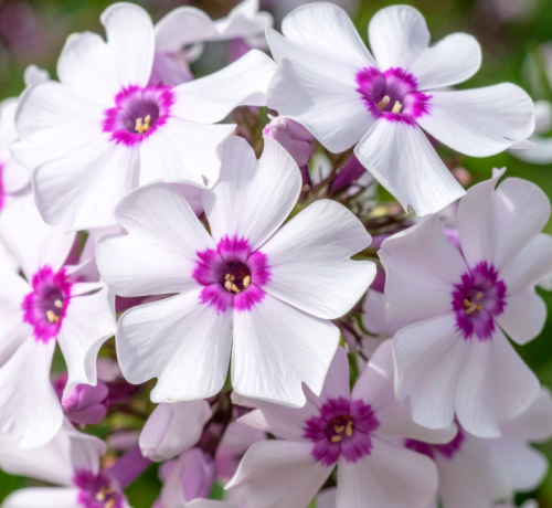 floks-plomyk-szydlasty-amazing-grace--kwiat.png